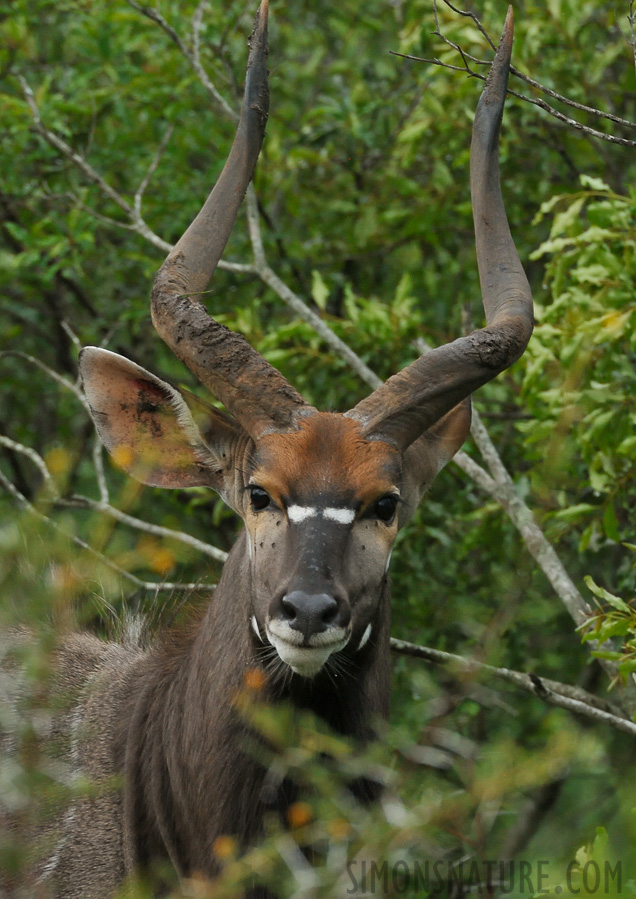 Nyala angasii [550 mm, 1/60 sec at f / 8.0, ISO 2500]